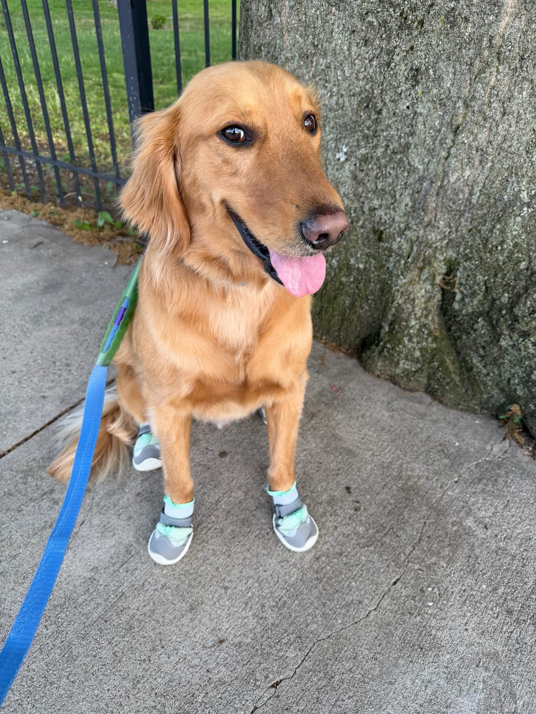 Customer photo review of Hot Pavement Pawtector Dog Shoes