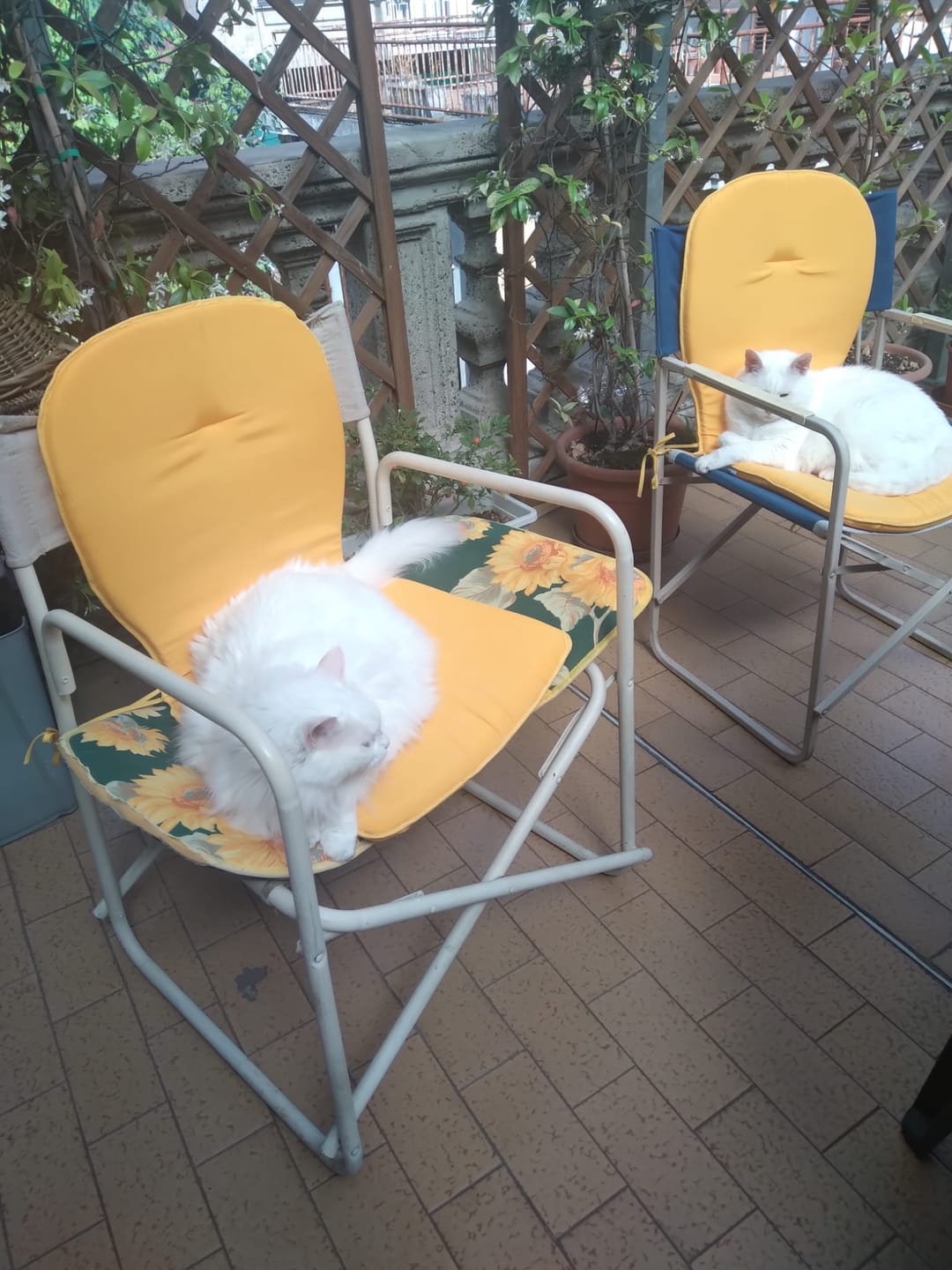 Customer photo review of Cuscino Sagomato con Schienale Set da 2 Pezzi Stondato con Laccetti 38x38x42cm