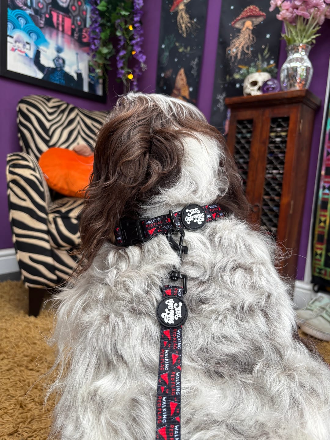 Customer photo review of Walking red flag collar