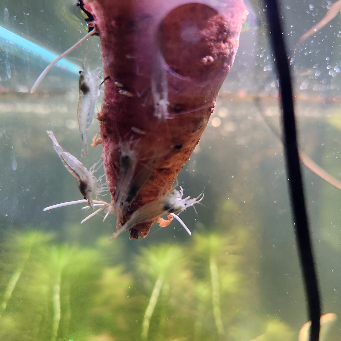 Customer photo review of Amano Shrimp