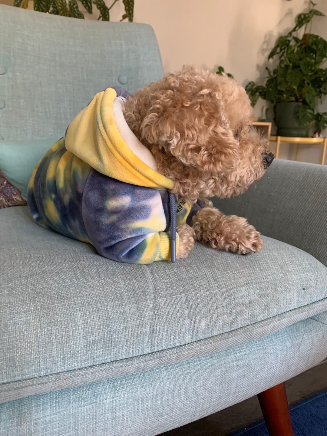 Customer photo review of Velvet Dog Hoodies