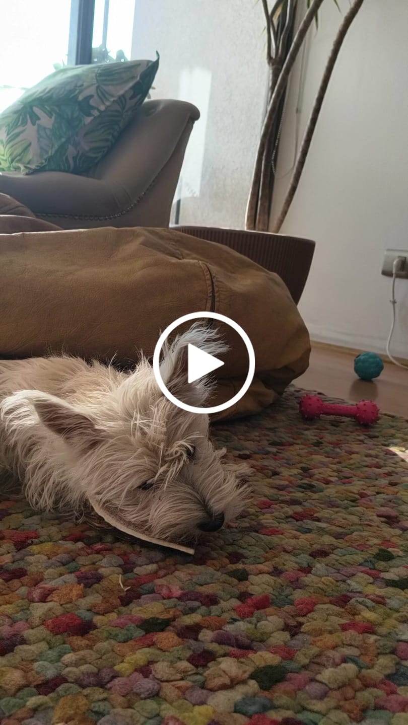 Customer video review of Asta de ciervo para perros - Principiante