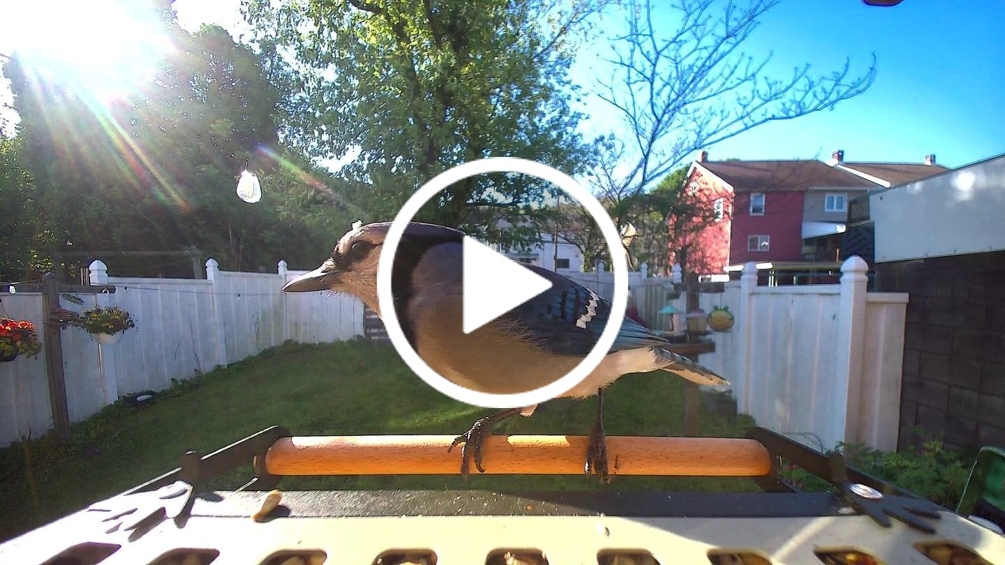 Customer video review of Birdfy Feeder Metal 2 4K - Smart Metal Feeder with Camera