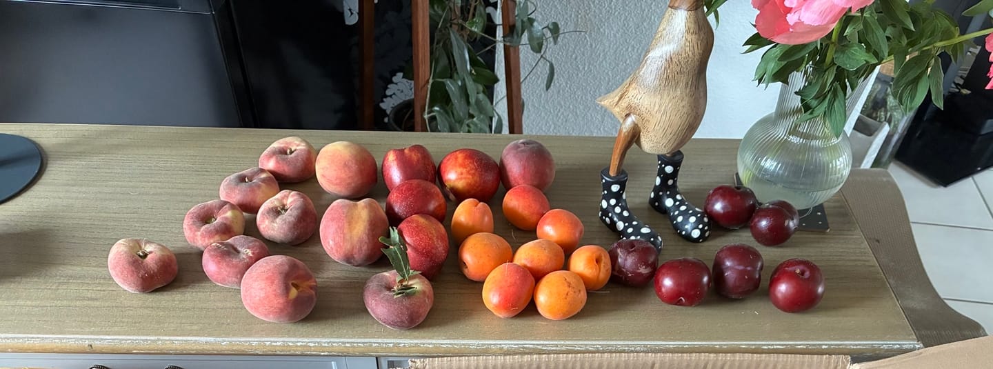 Customer photo review of Steinobst-Mix Bio "Sonnenküsse" Box