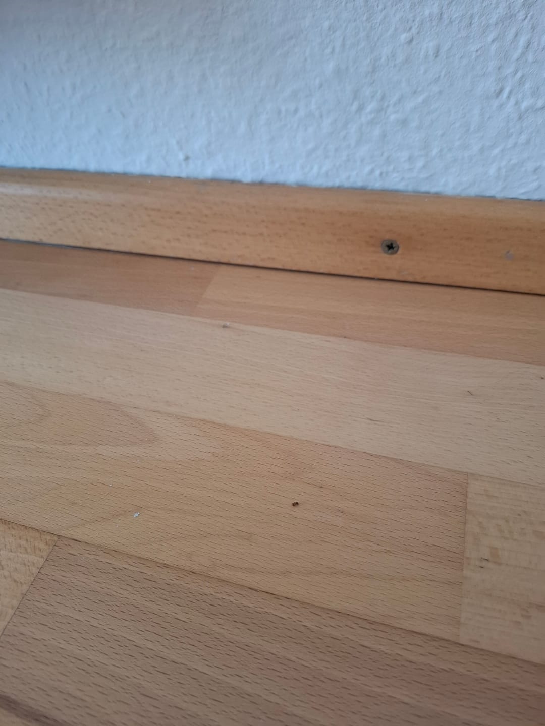 Customer photo review of Power Ameisen-Spray