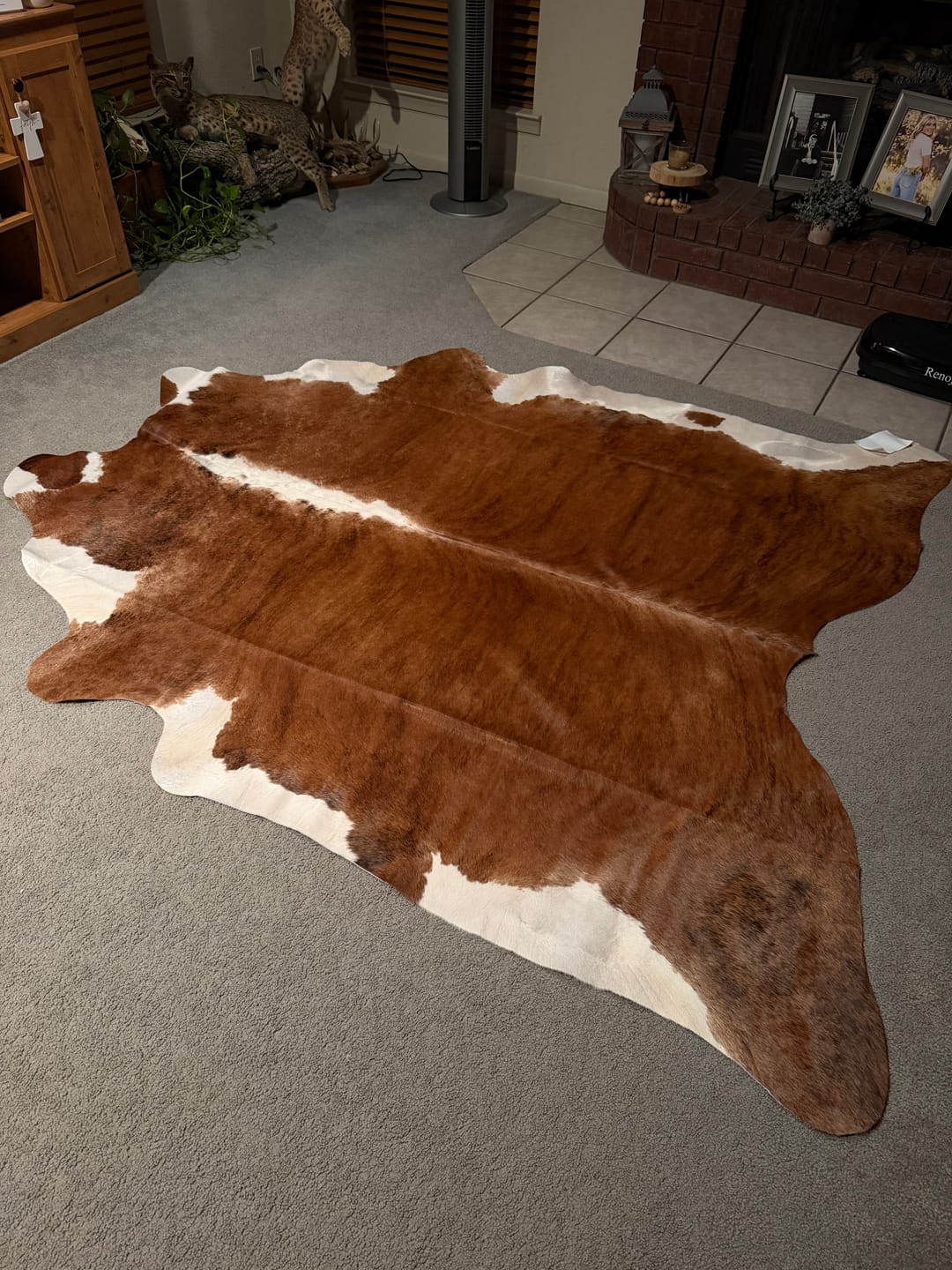 Customer photo review of SUPER SALE Brown & White Natural Cowhide Rug - X-Large 7' 3"H x 6' 2"W