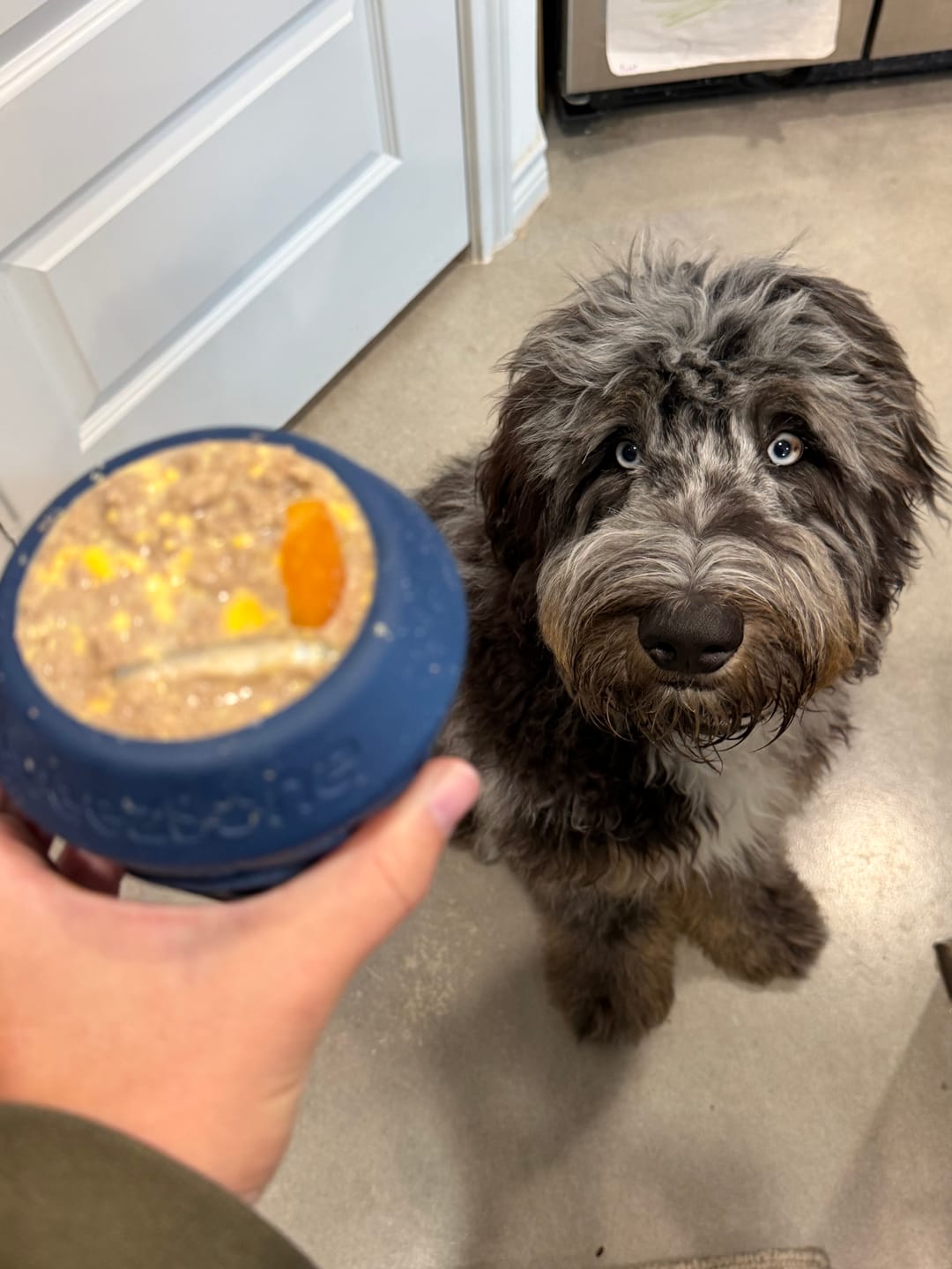 Customer photo review of FreezCone – The Ice-Cream–Shaped Enrichment Dogs Can’t Put Down