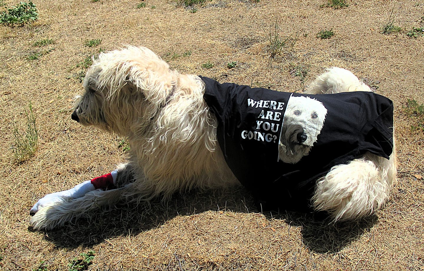 Customer photo review of Irish Wolfhound Alert