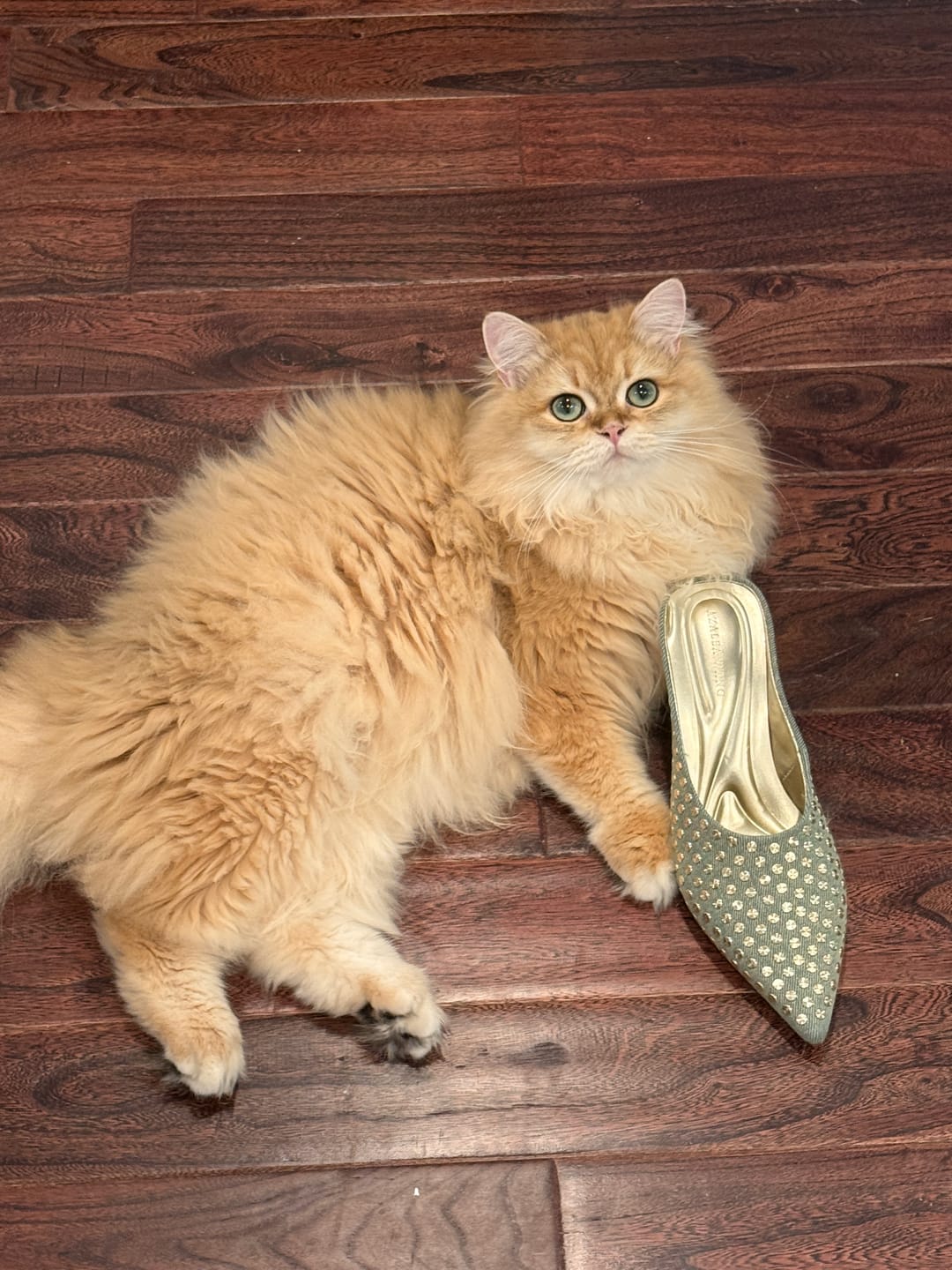 Customer photo review of NEIZA-DENIM STUDDED WEDGE PUMP