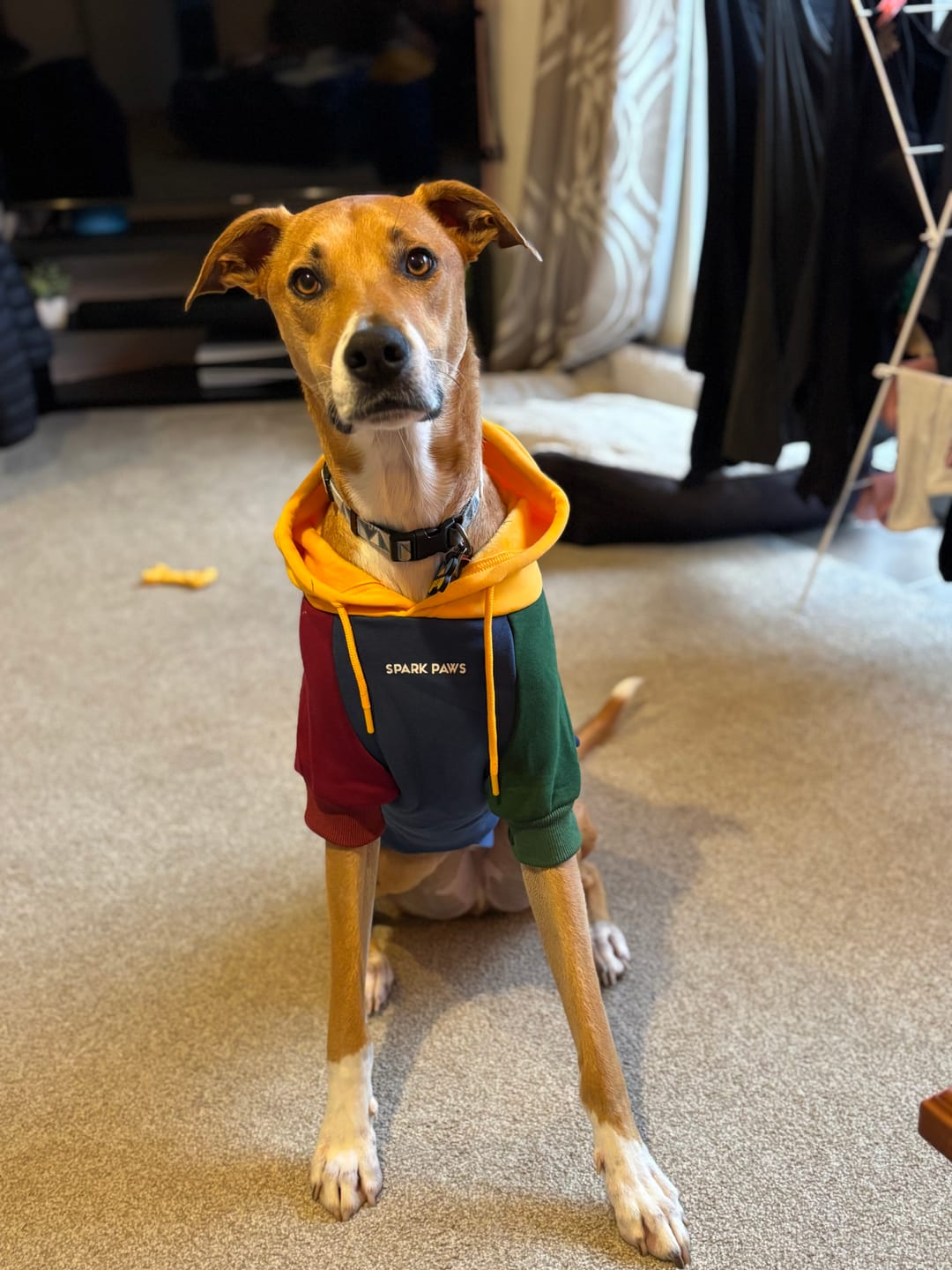 Customer photo review of Color Block Dog Hoodies