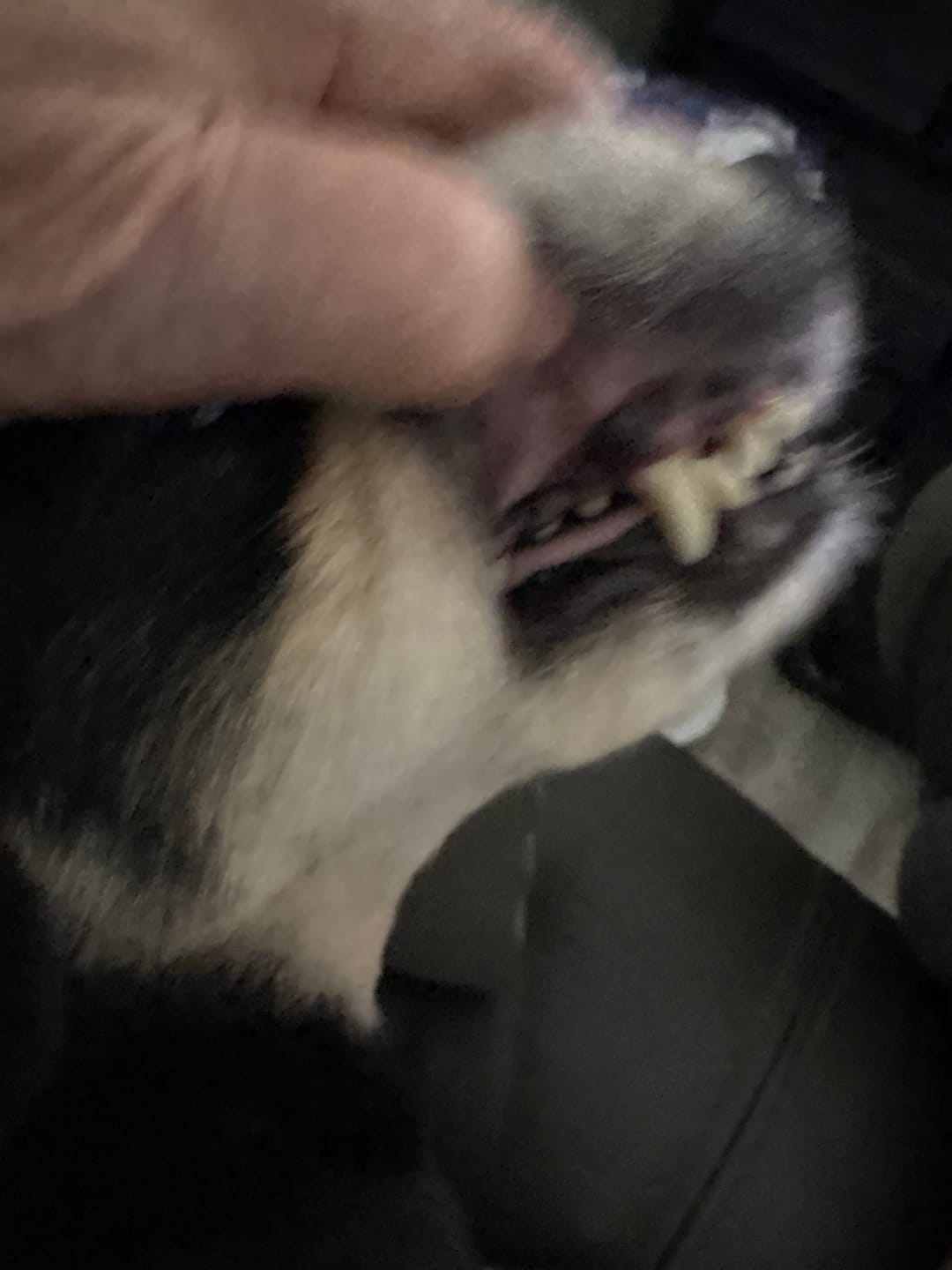 Customer photo review of Furaqua Pets Dental Finger Wipes