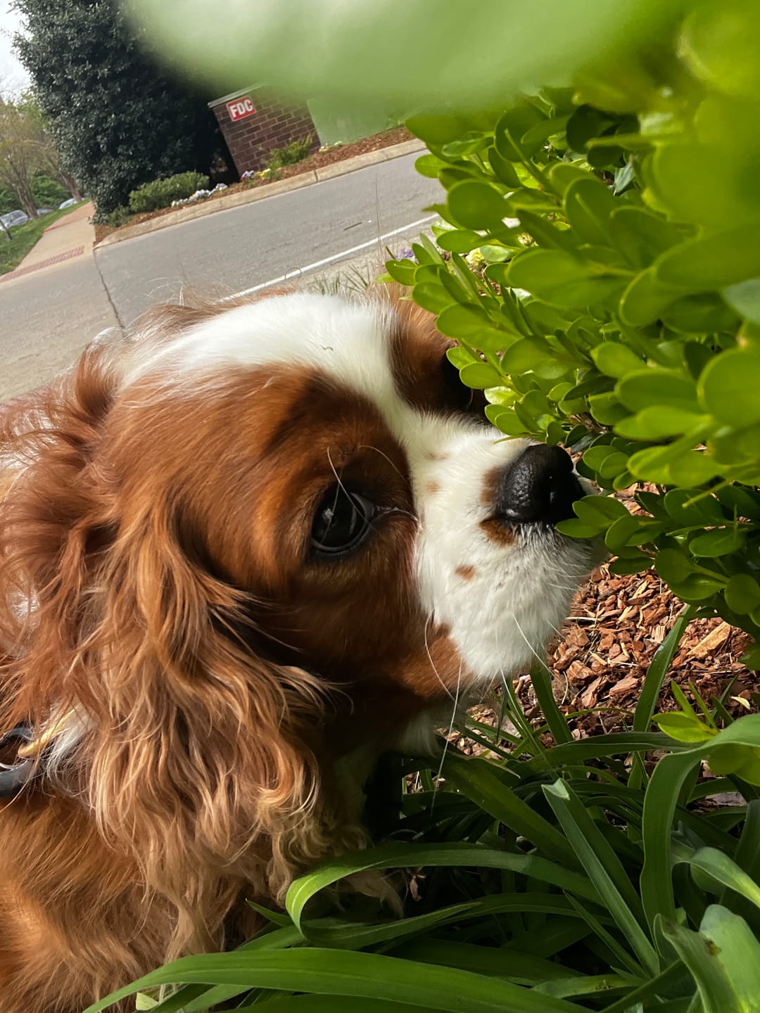 Customer photo review of 6 Inch Standard Bully Stick