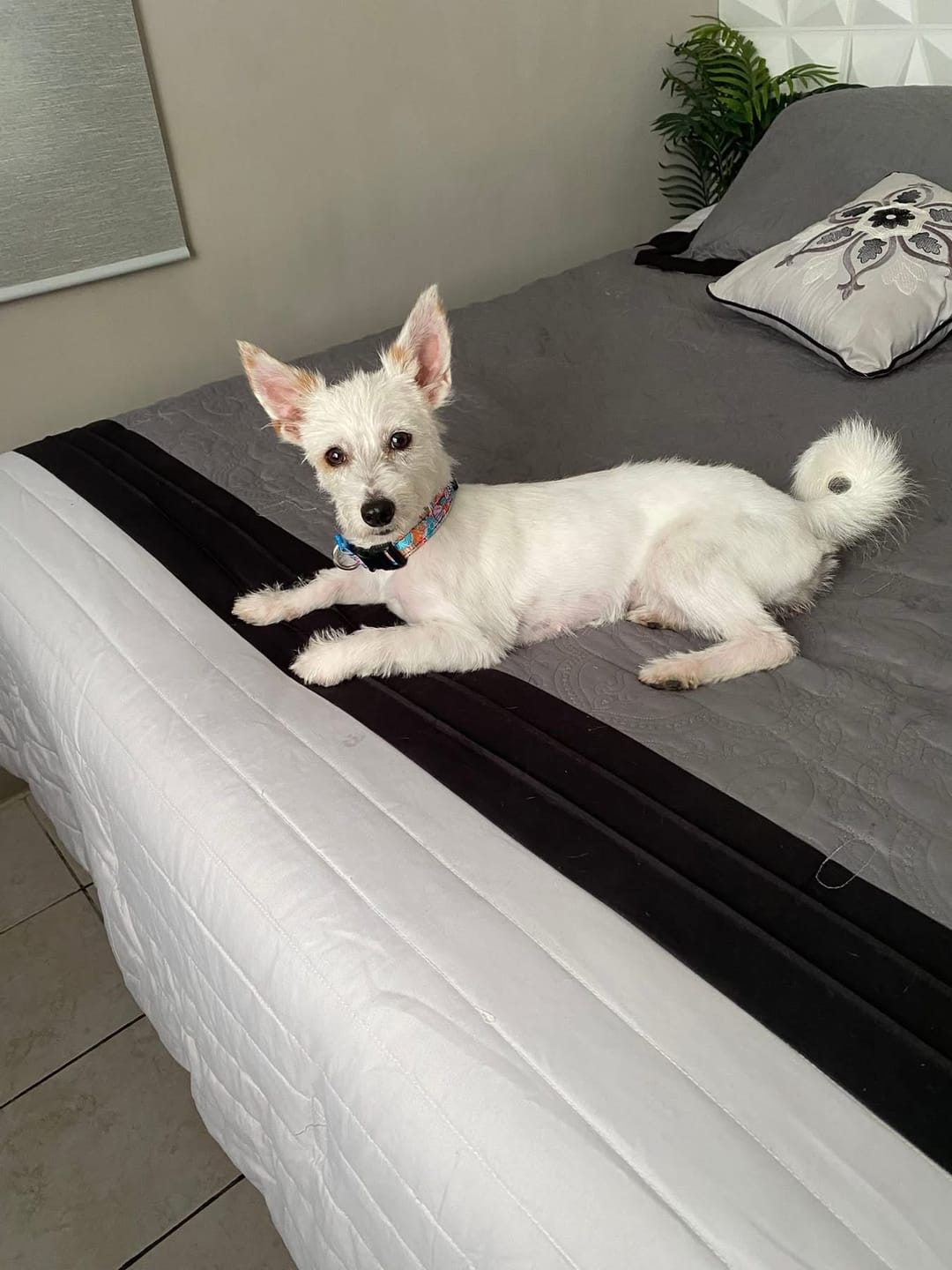 Customer photo review of Collar personalizado: Lienzo