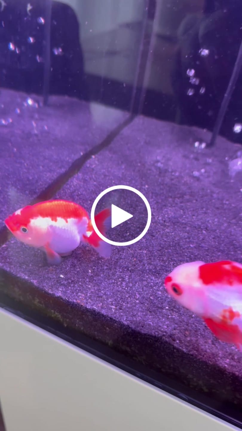 Customer video review of Live Premium Fancy Goldfish Thai Lionchu Red & White Our Choice (Our Choice)