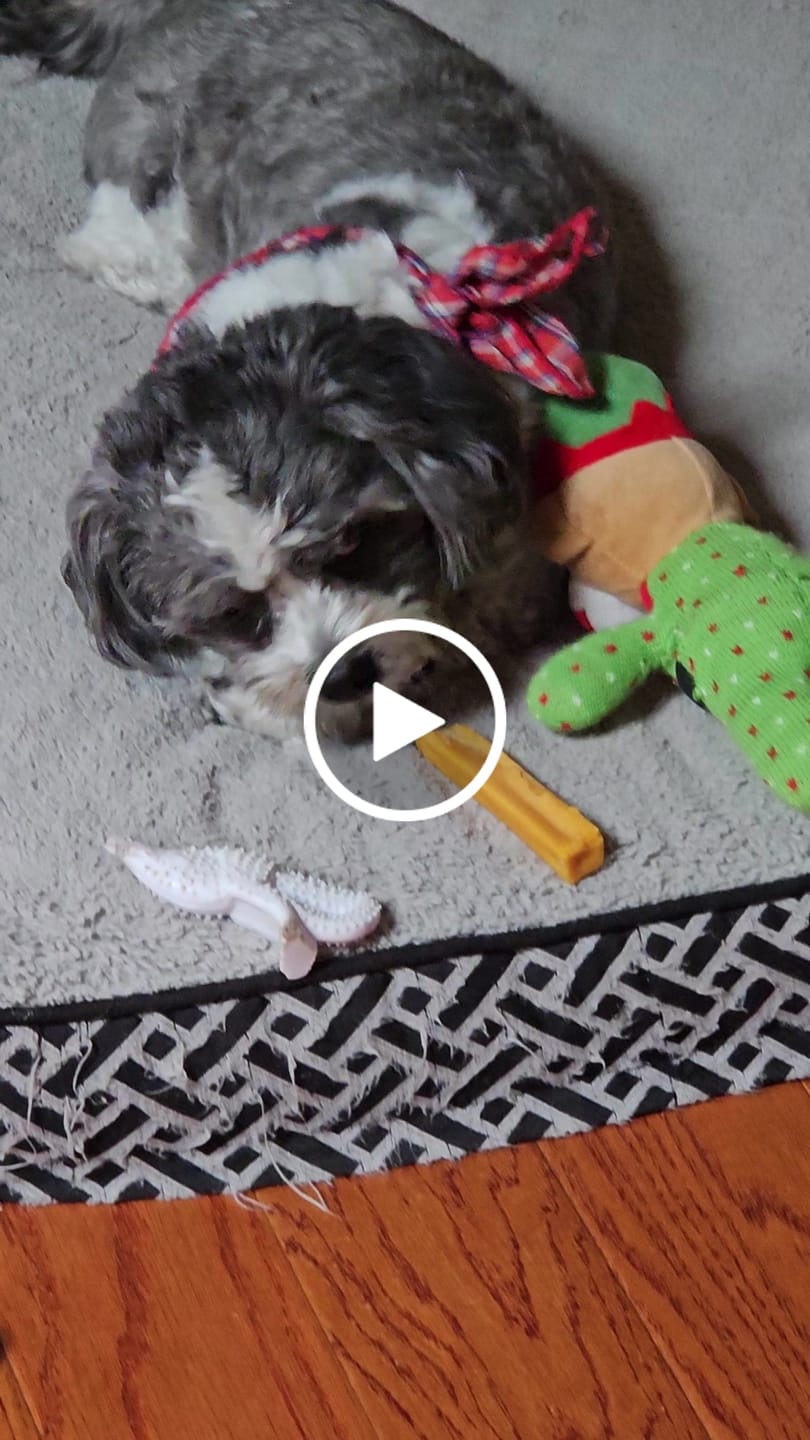 Customer video review of Long-Lasting Yak Chews — 6 Flavor Pack