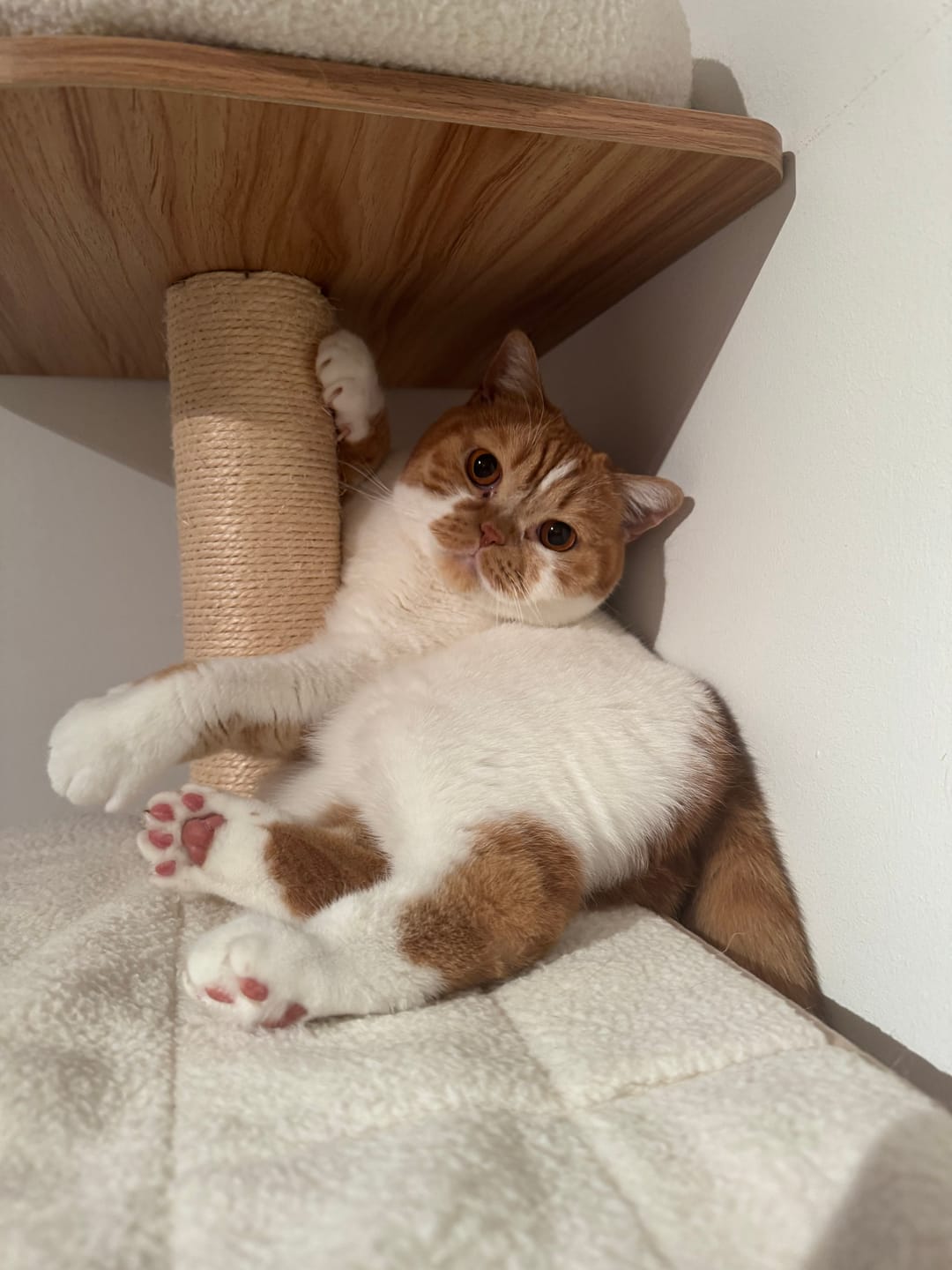 Customer photo review of Katzenklo Schaufel