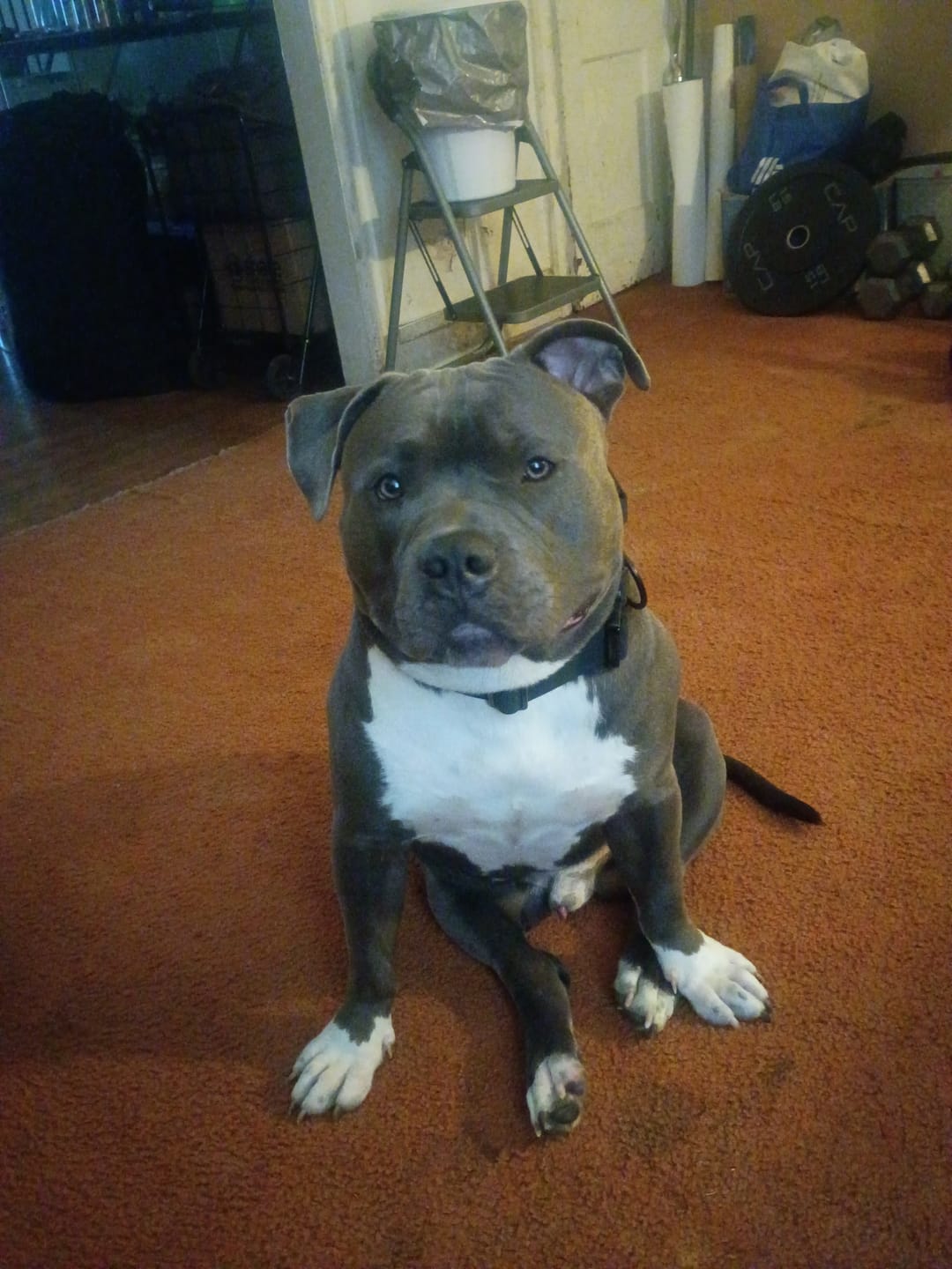 Customer photo review of Personalized Bully Proof Collar
