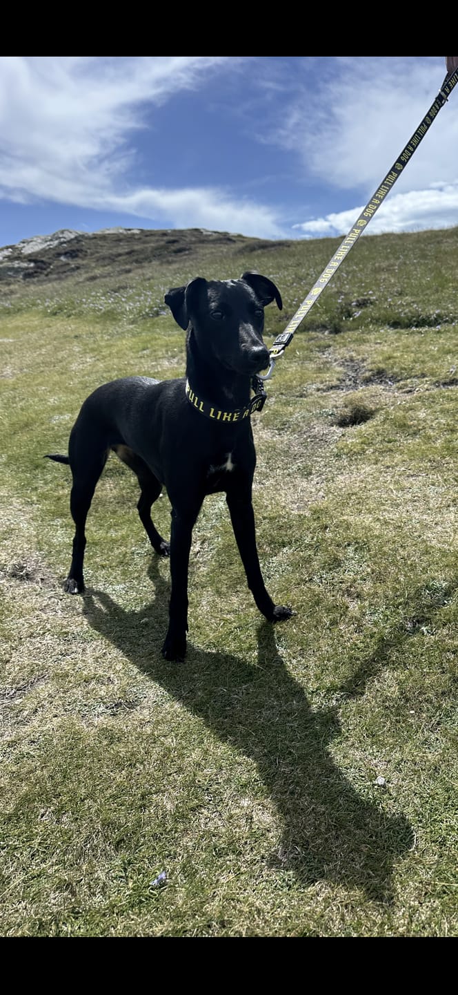 Customer photo review of Madra x The Scratch - Collar