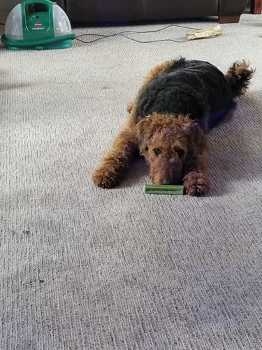 A customer's brown and black dog lying on a carpet with a green Long-Lasting Yak Chew between its paws.