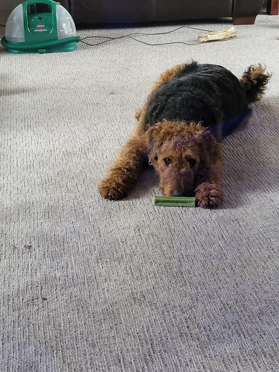 Customer photo review of Long-Lasting Yak Chews — 6 Flavor Pack