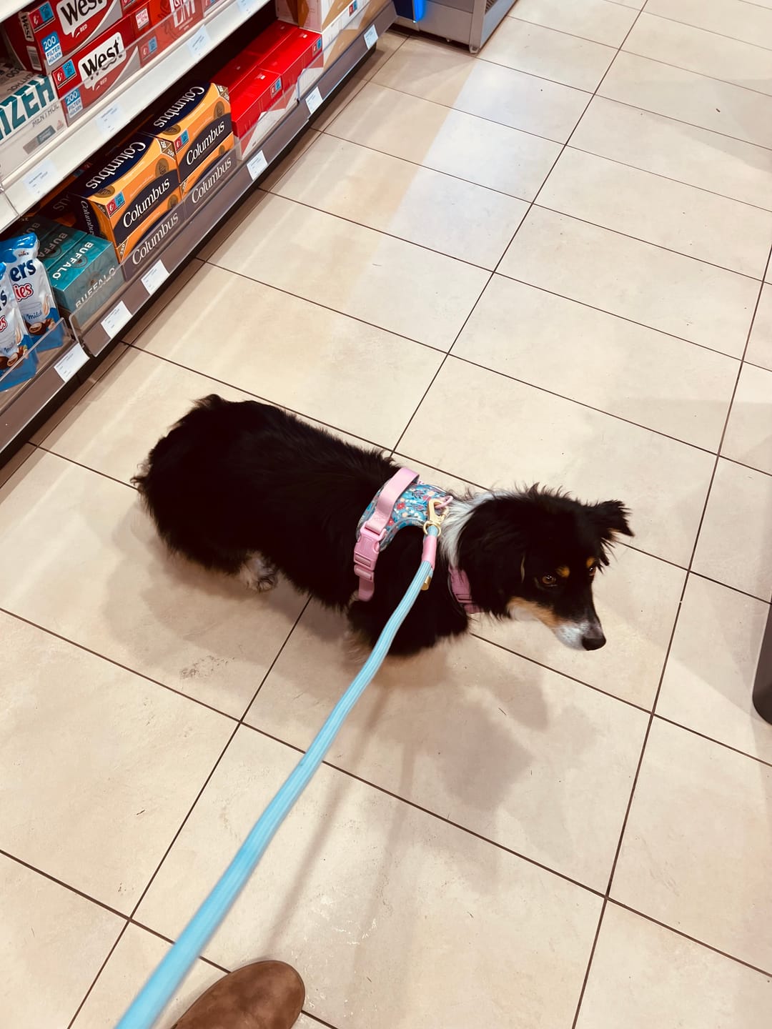 Customer photo review of Tough Trails™ Harness -  Whimsical Wildflowers
