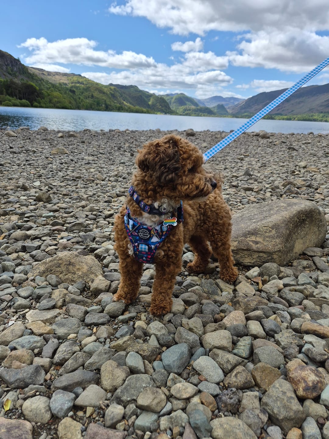 Customer photo review of Disney© Tough Trails™ Harness - Alice In Wonderland
