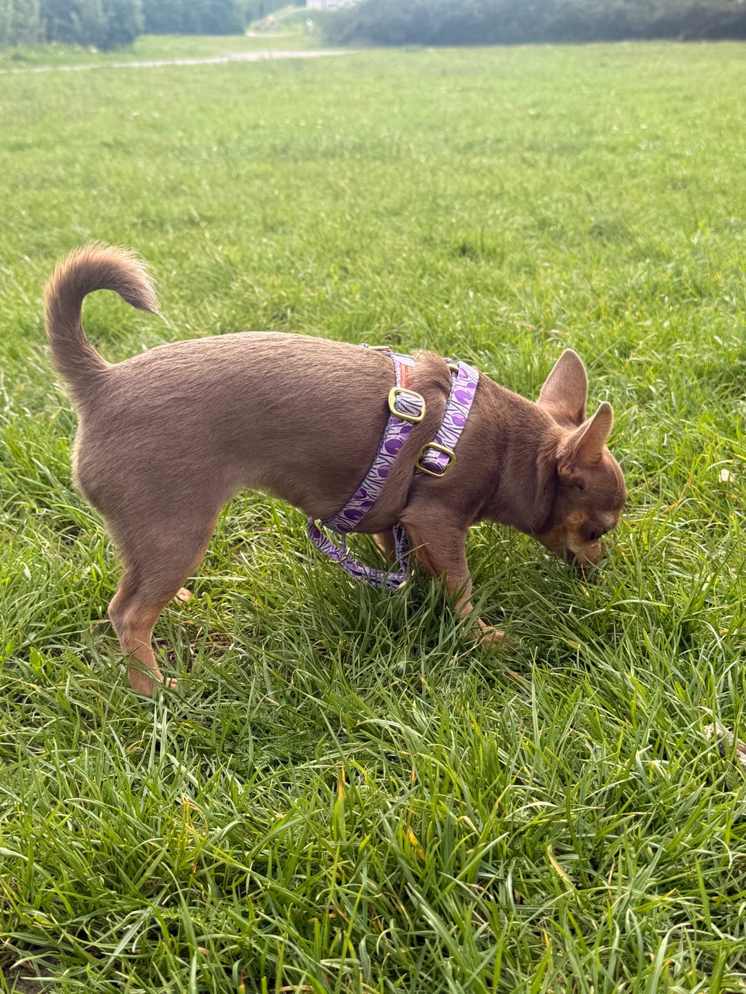 Customer photo review of Szelki guard "Amethyst" - złote okucia