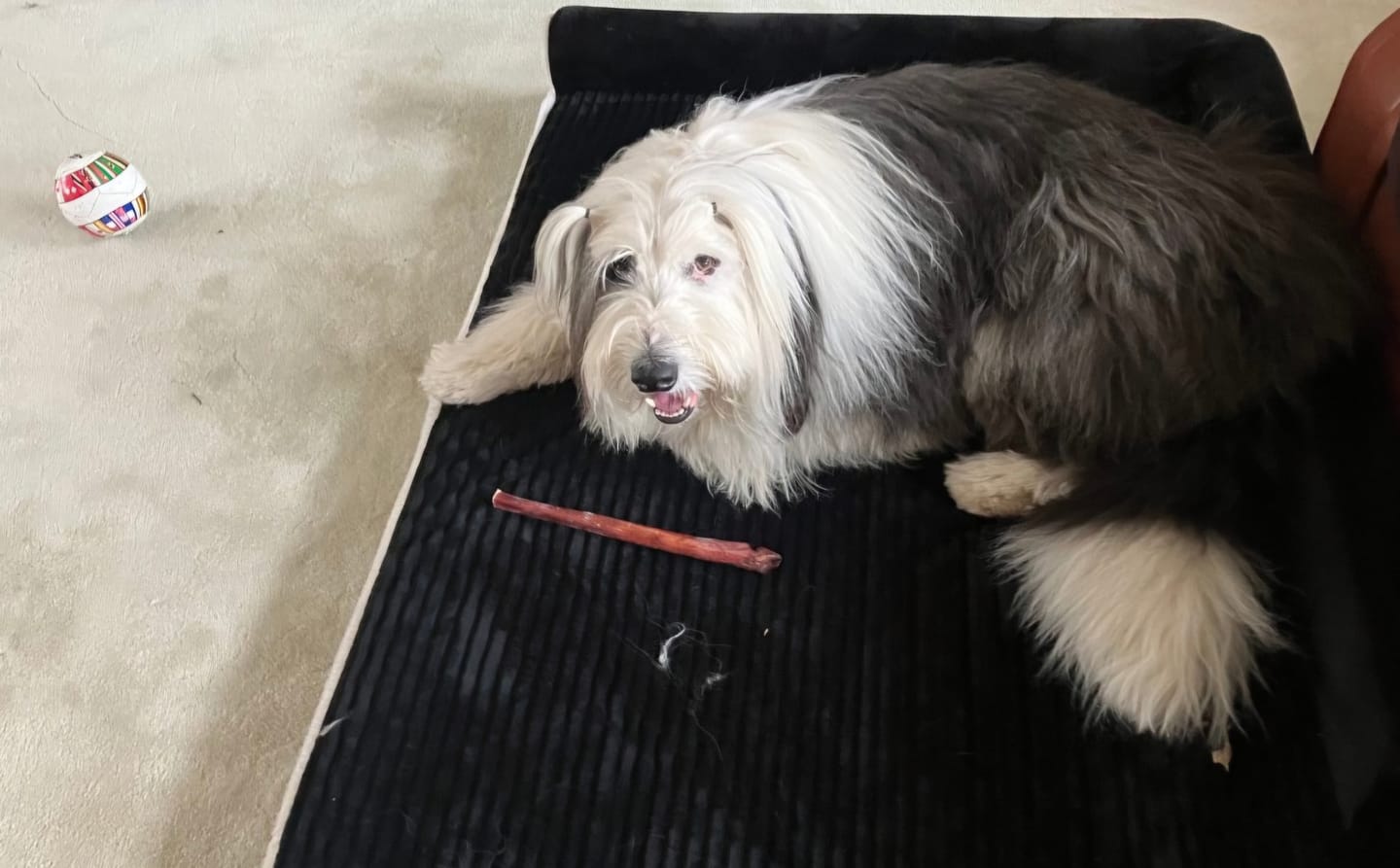 Customer photo review of 12 Inch Standard Bully Stick