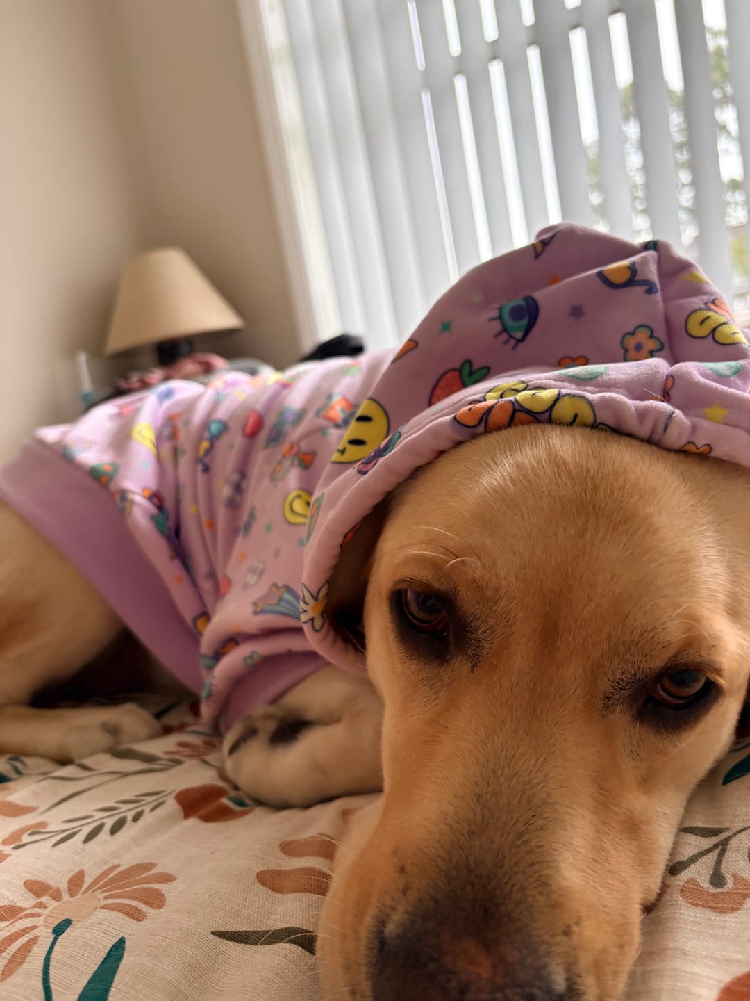 Customer photo review of Good Vibes Dog Hoodie - Purple