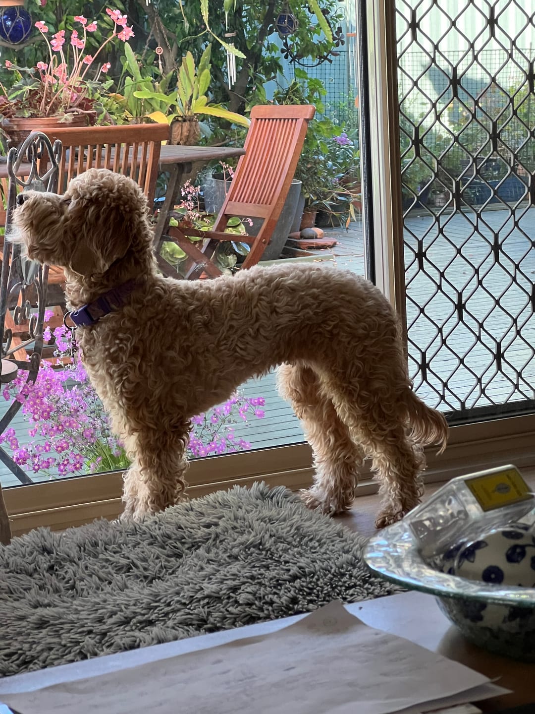 Customer photo review of Dog Bark Silencer