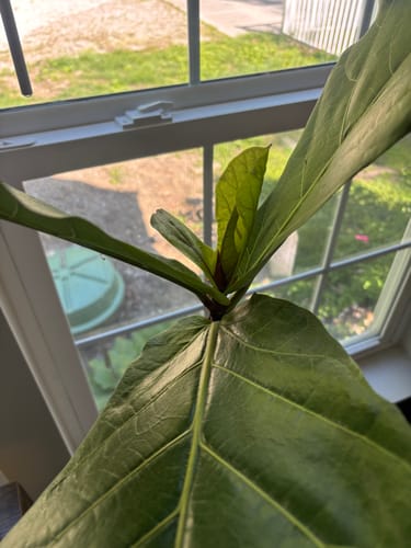 Customer's fiddle leaf fig showing new, bright green growth after using the Plant Food.