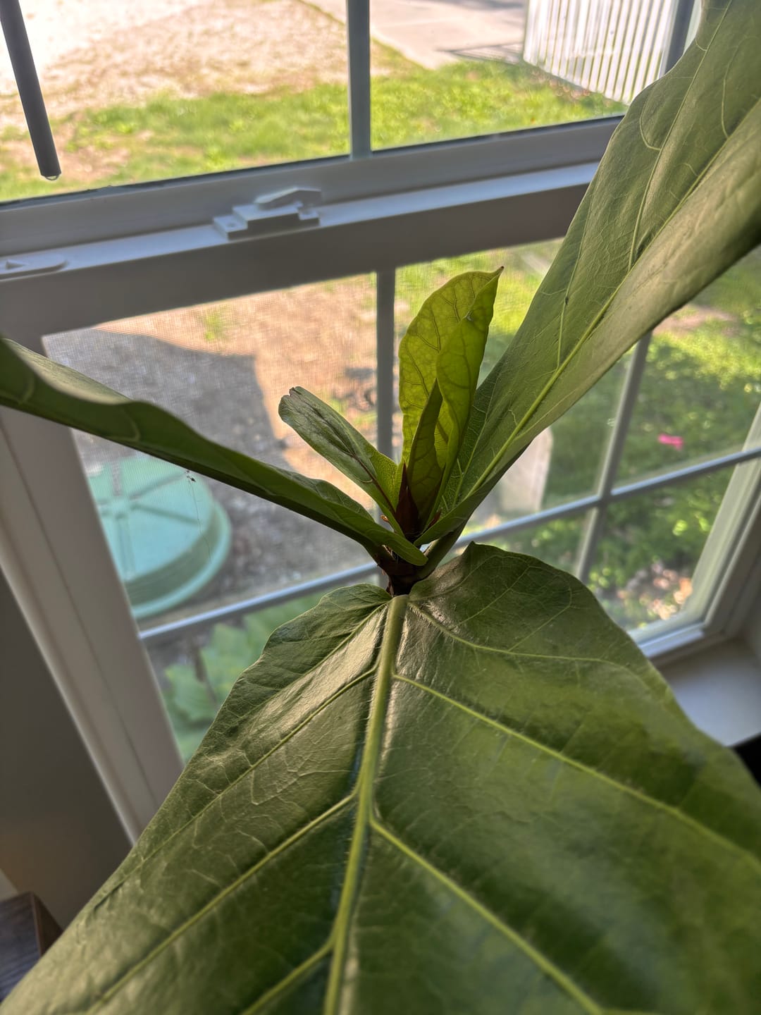 Customer photo review of Plant Food