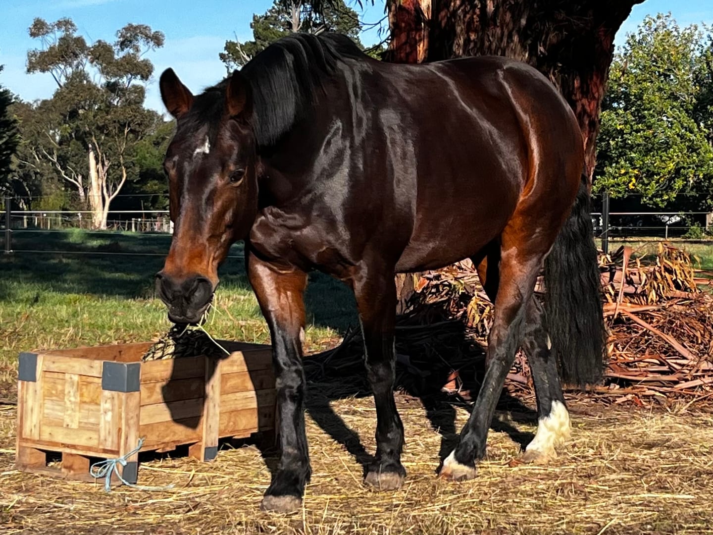 Customer photo review of Digestive EQ