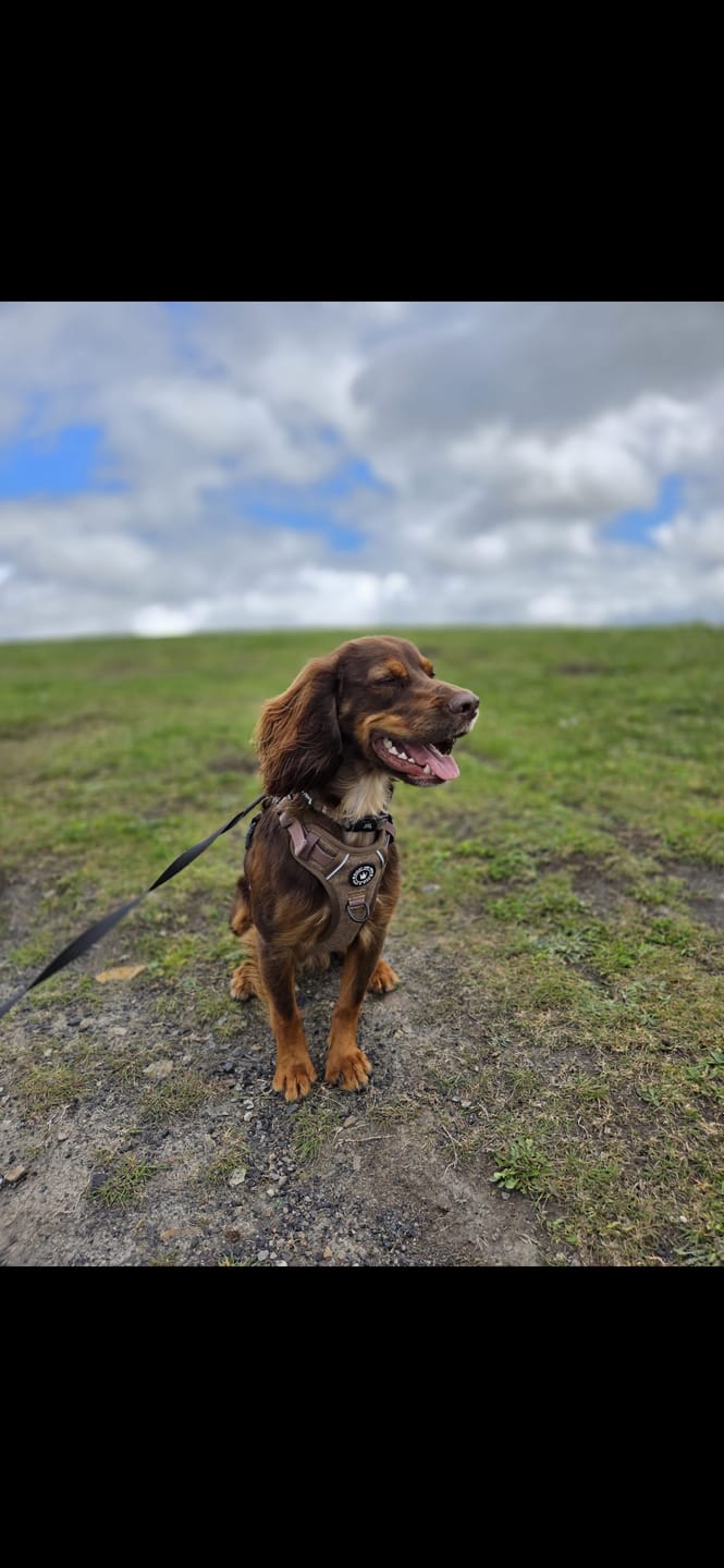 Customer photo review of Trail & Glow Tweed Dog Harness - Oxford Tweed