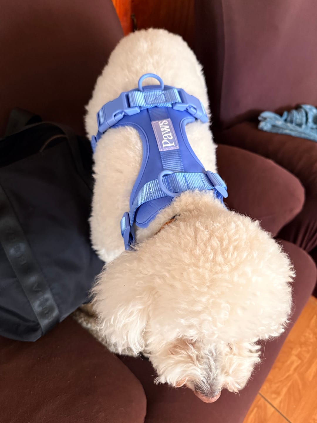 Customer photo review of Arnés Paws