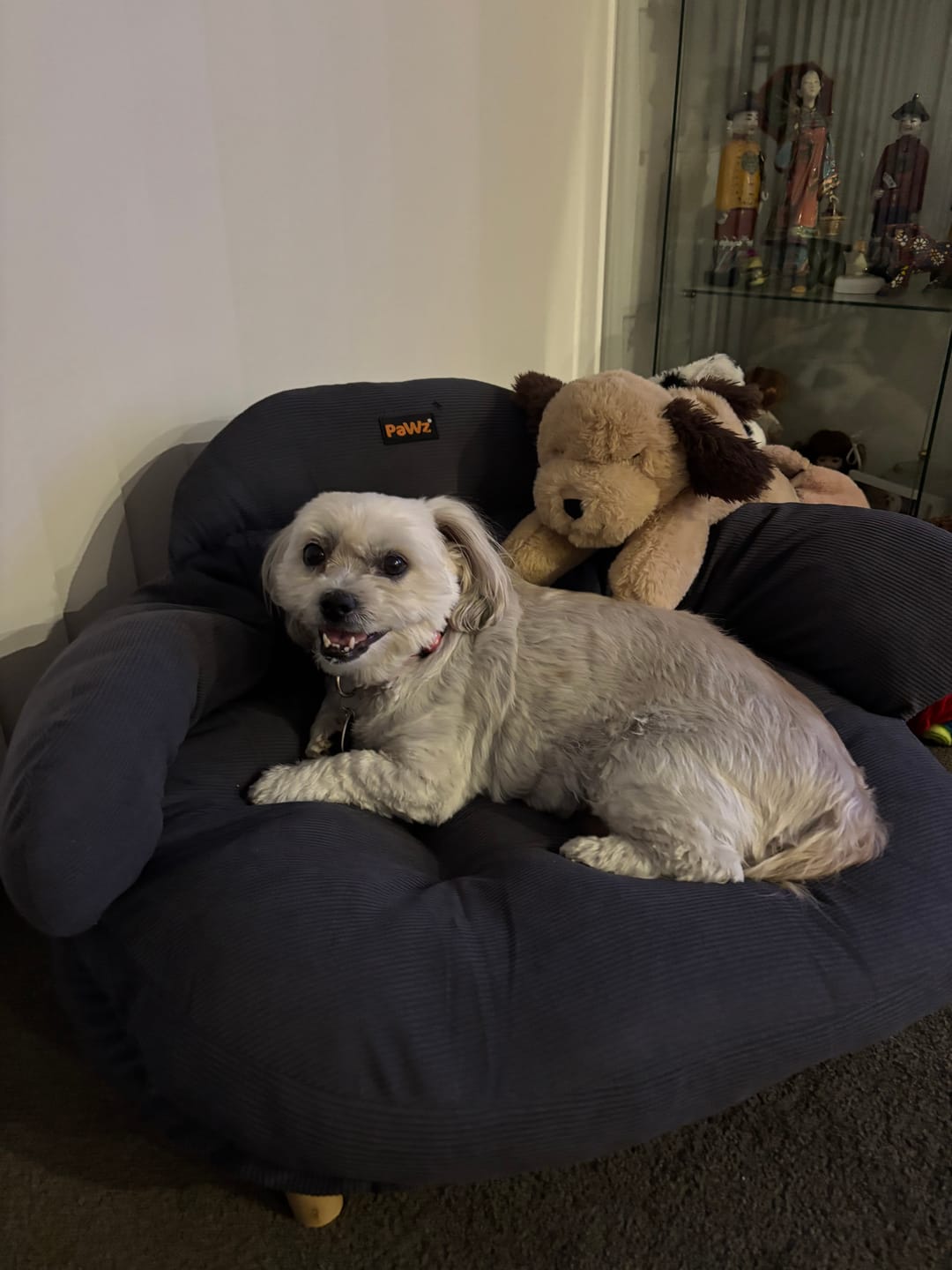 Customer photo review of CloudNest Elevated Pet Sofa Bed