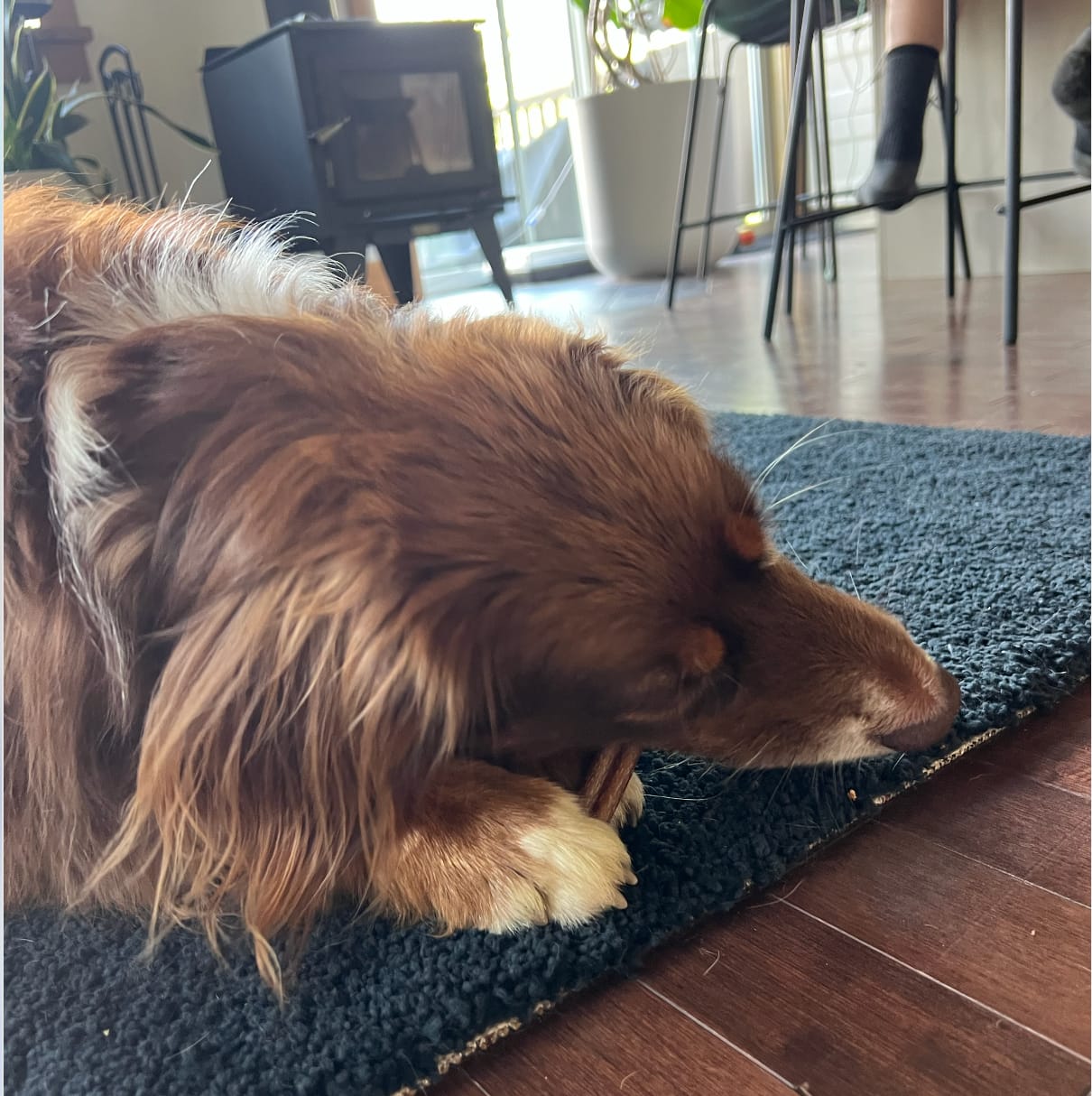 Customer photo review of 6 Inch Standard Bully Stick