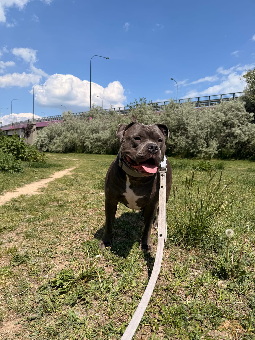 Customer photo review of Smycz z dodatkową rączką - Guard Leash Szara