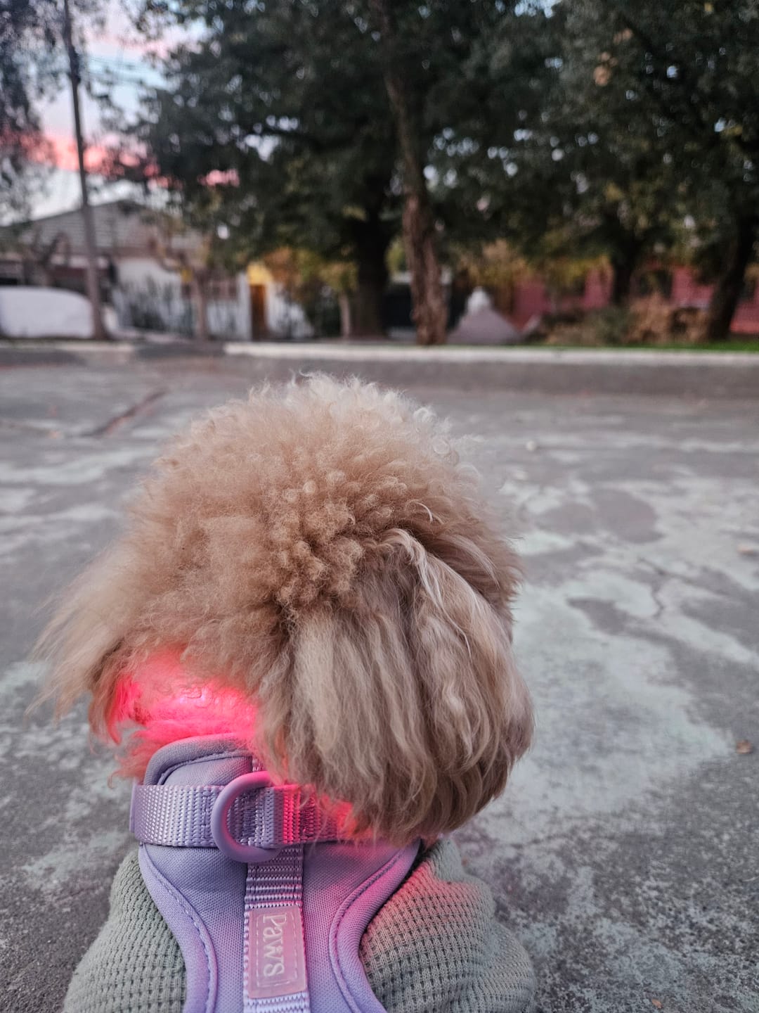 Customer photo review of Arnés Paws