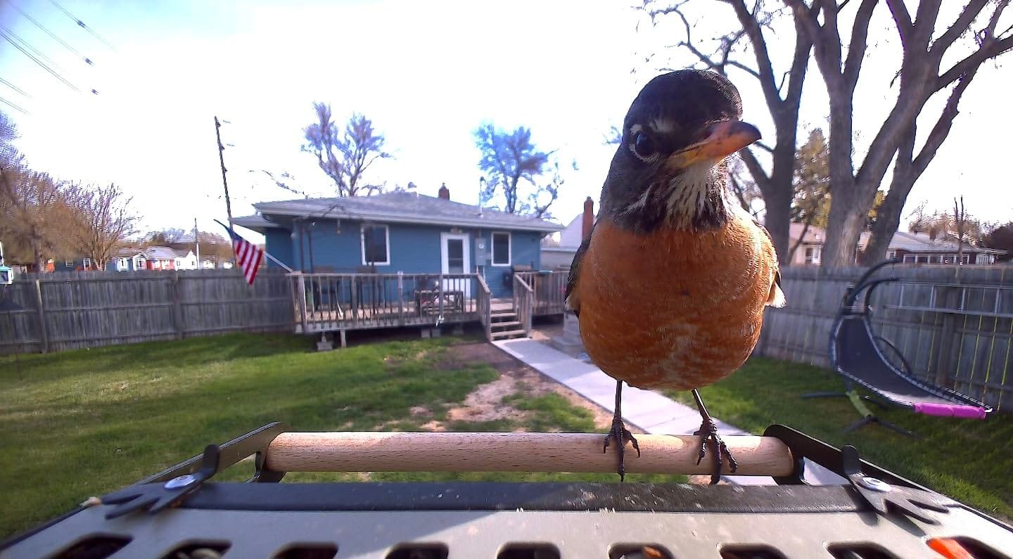 Customer photo review of Birdfy Feeder Metal 2 4K - Smart Metal Feeder with Camera