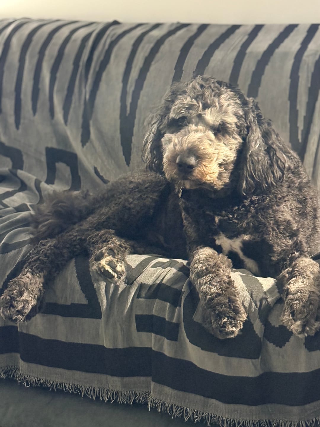 Customer photo review of Pet Couch Cover - Boho Dark Grey
