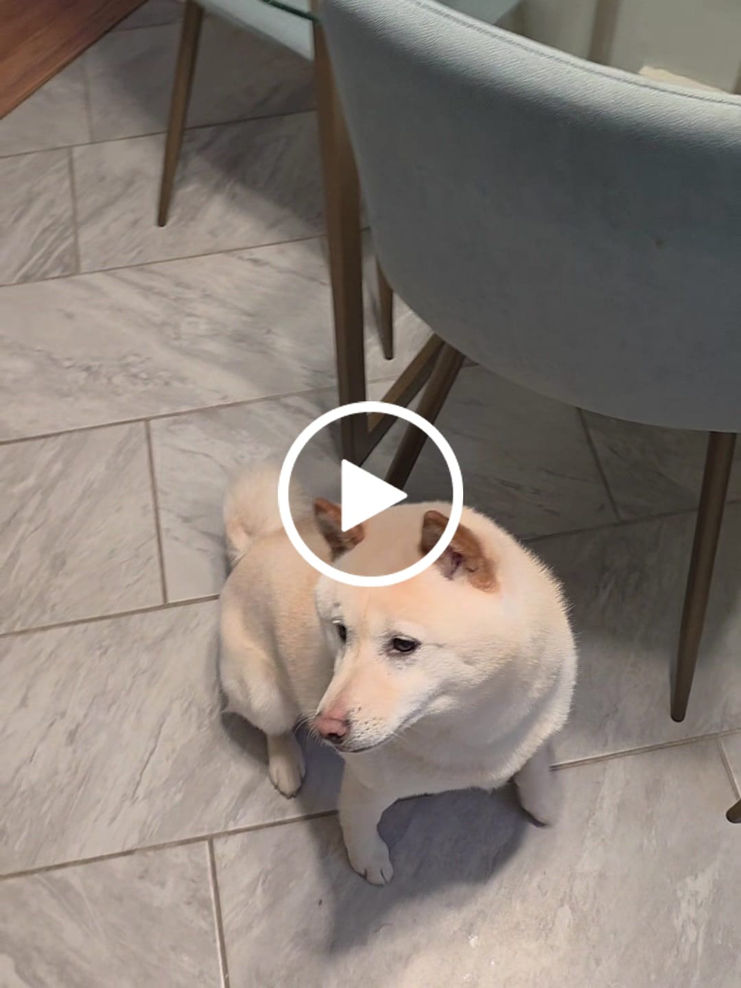 Customer video review of Shred City Skateboard Dog Bowl (Medium)