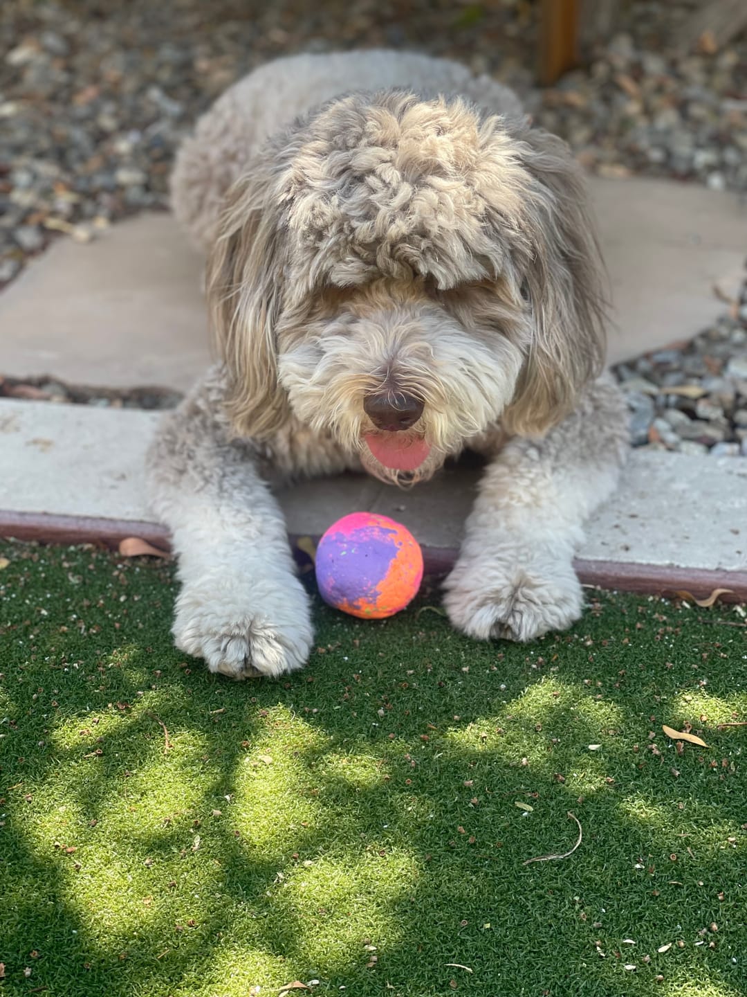 Customer photo review of WUNDERball - Best Fetch Toy