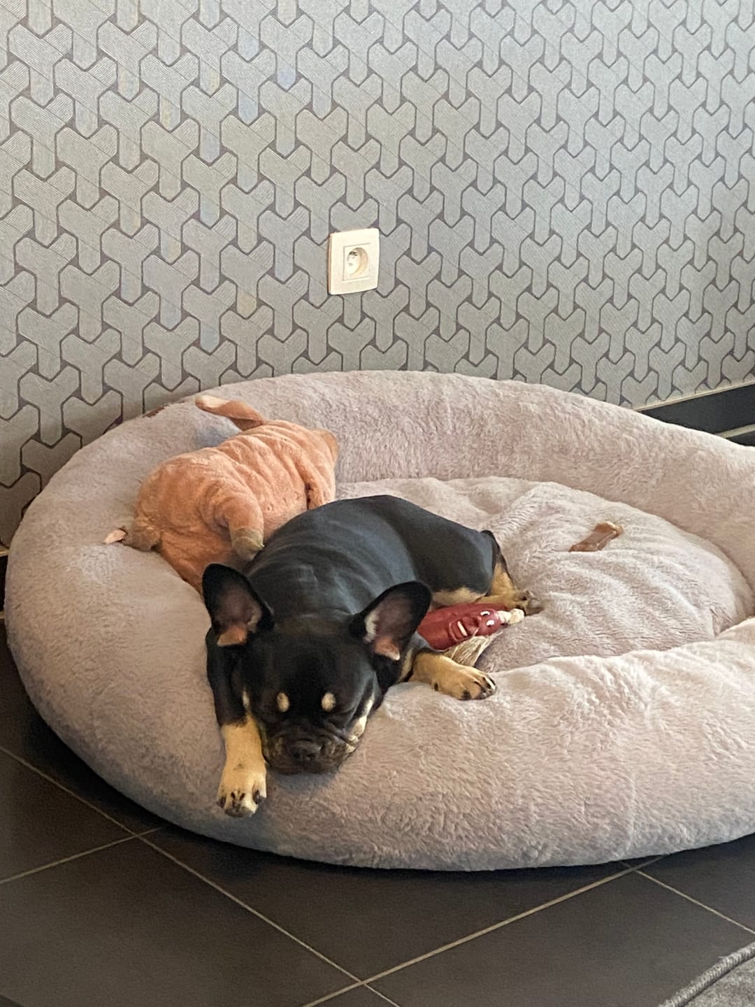 Customer photo review of Pet Perfect Orthopedische Donutmand
