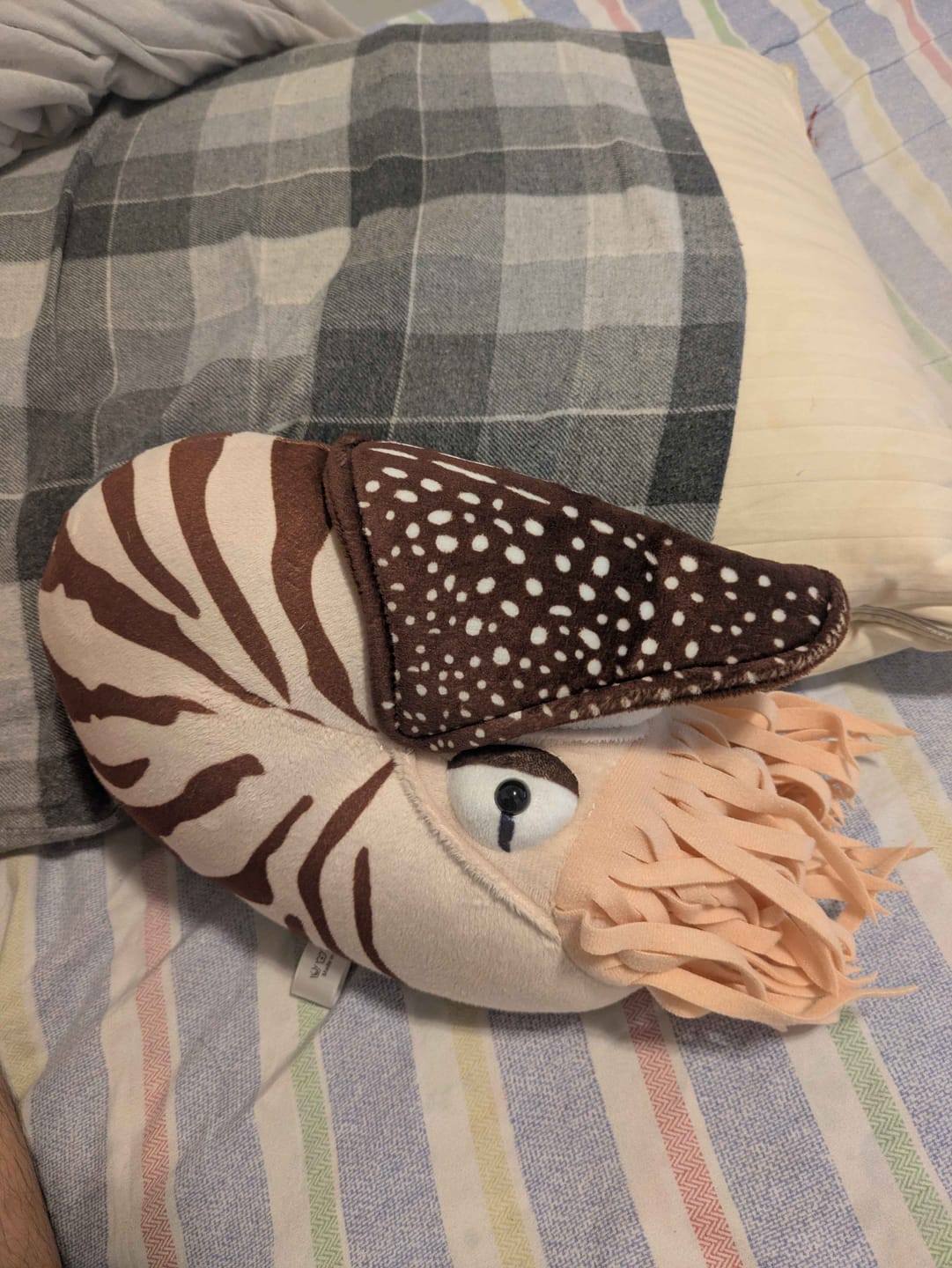 Customer photo review of Nautilus Soft Stuffed Plush Toy