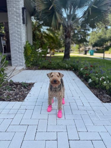 Customer photo review of WagWellies® Mojave