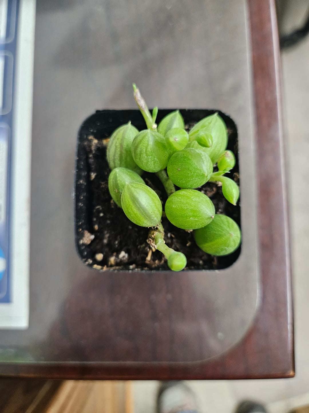 Customer photo review of String of Watermelon – Senecio herreianus