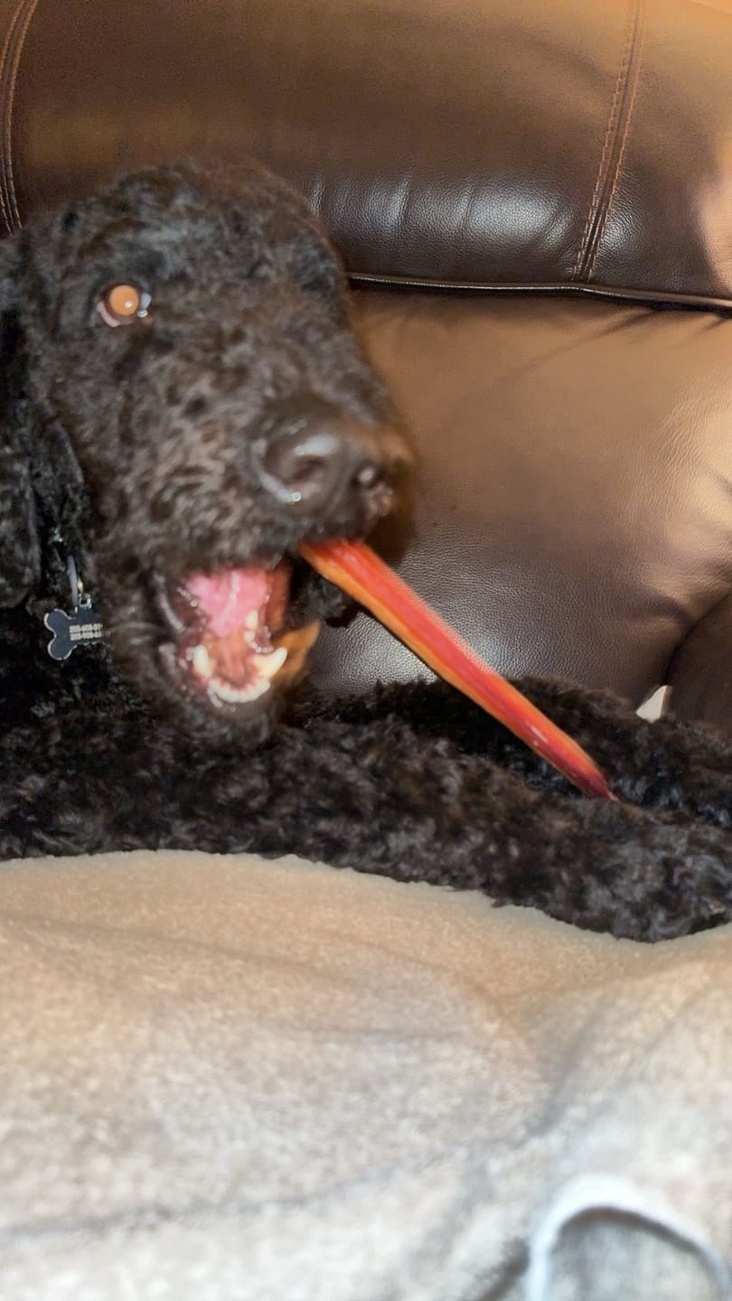 Customer photo review of 12 Inch Monster Bully Stick