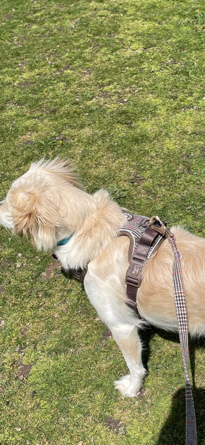 Customer photo review of Dog Lead 5ft - Colour Drops - Heritage Plaid