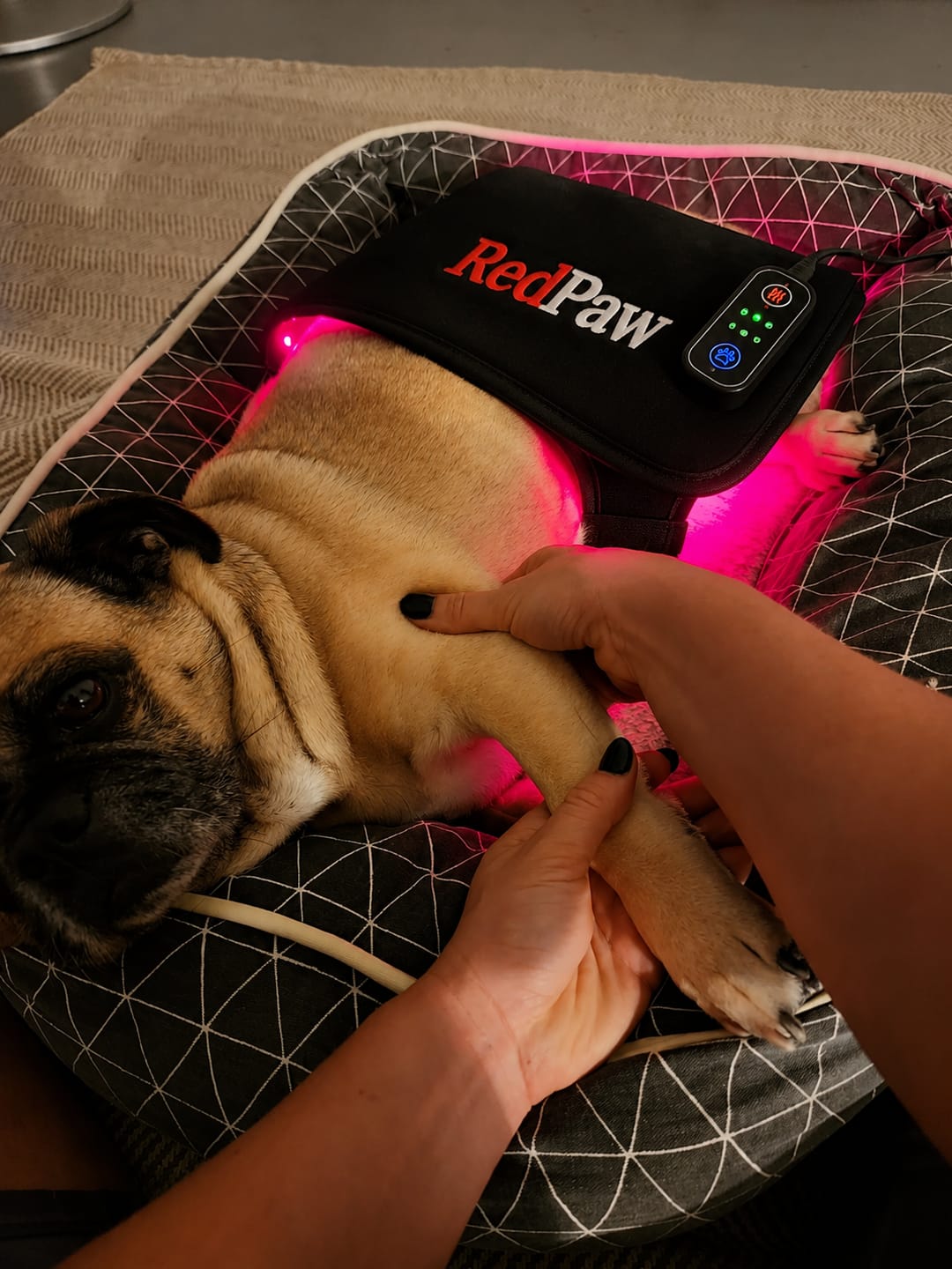 Customer photo review of RedPaw Red Light Therapy
